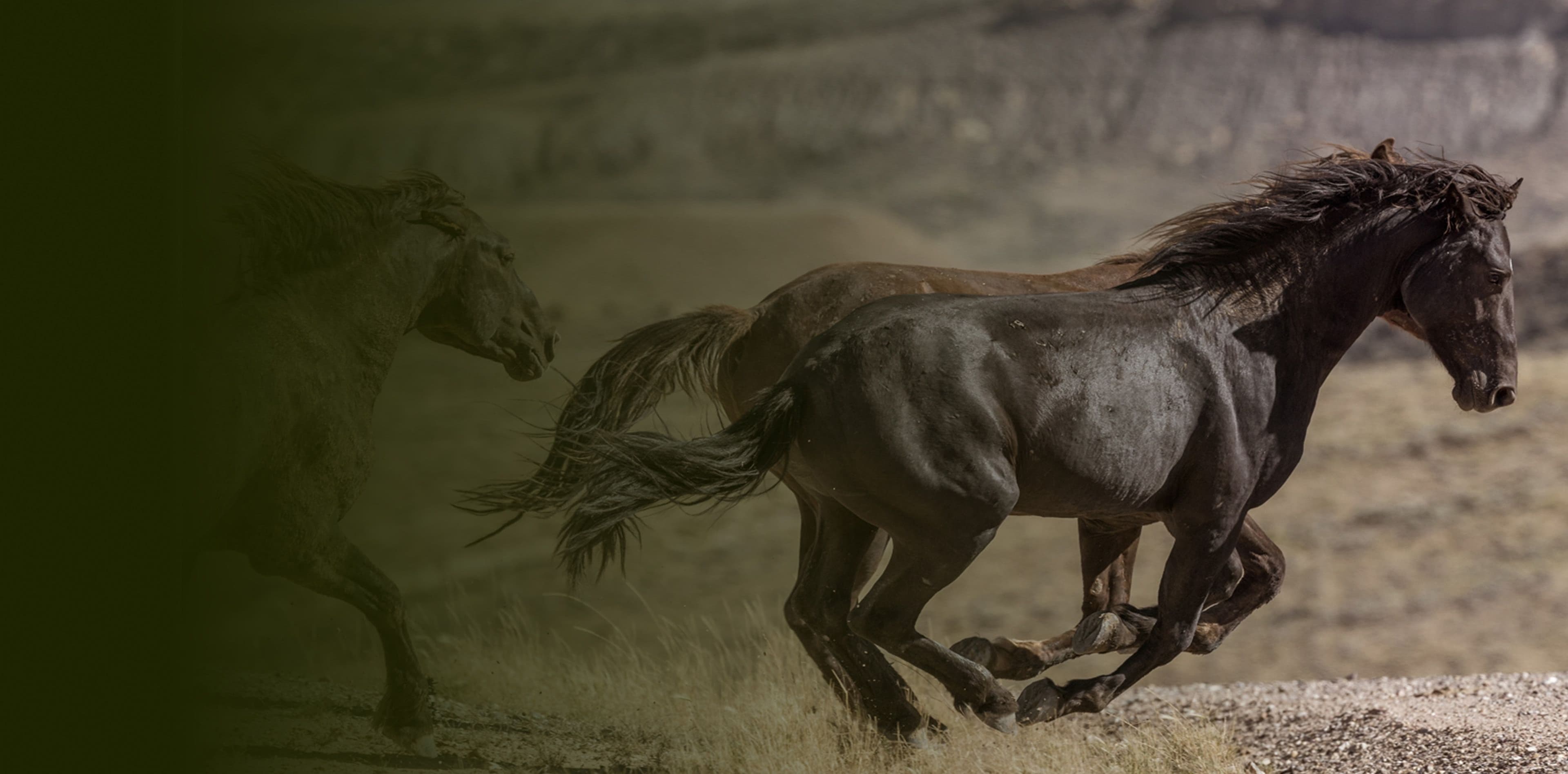 Horses running in the wilderness