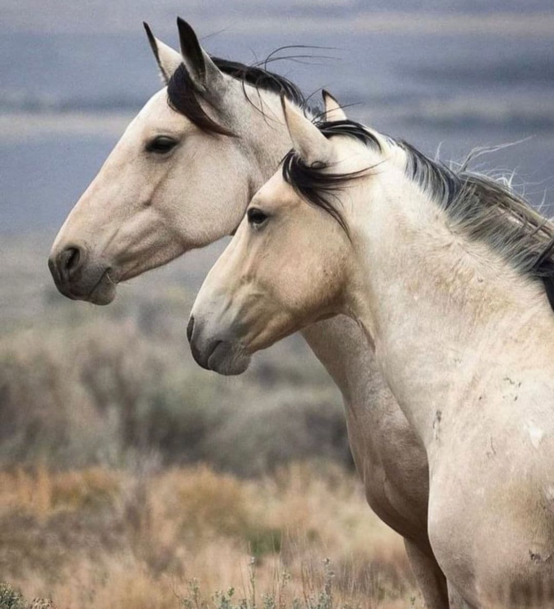 Instagram post image