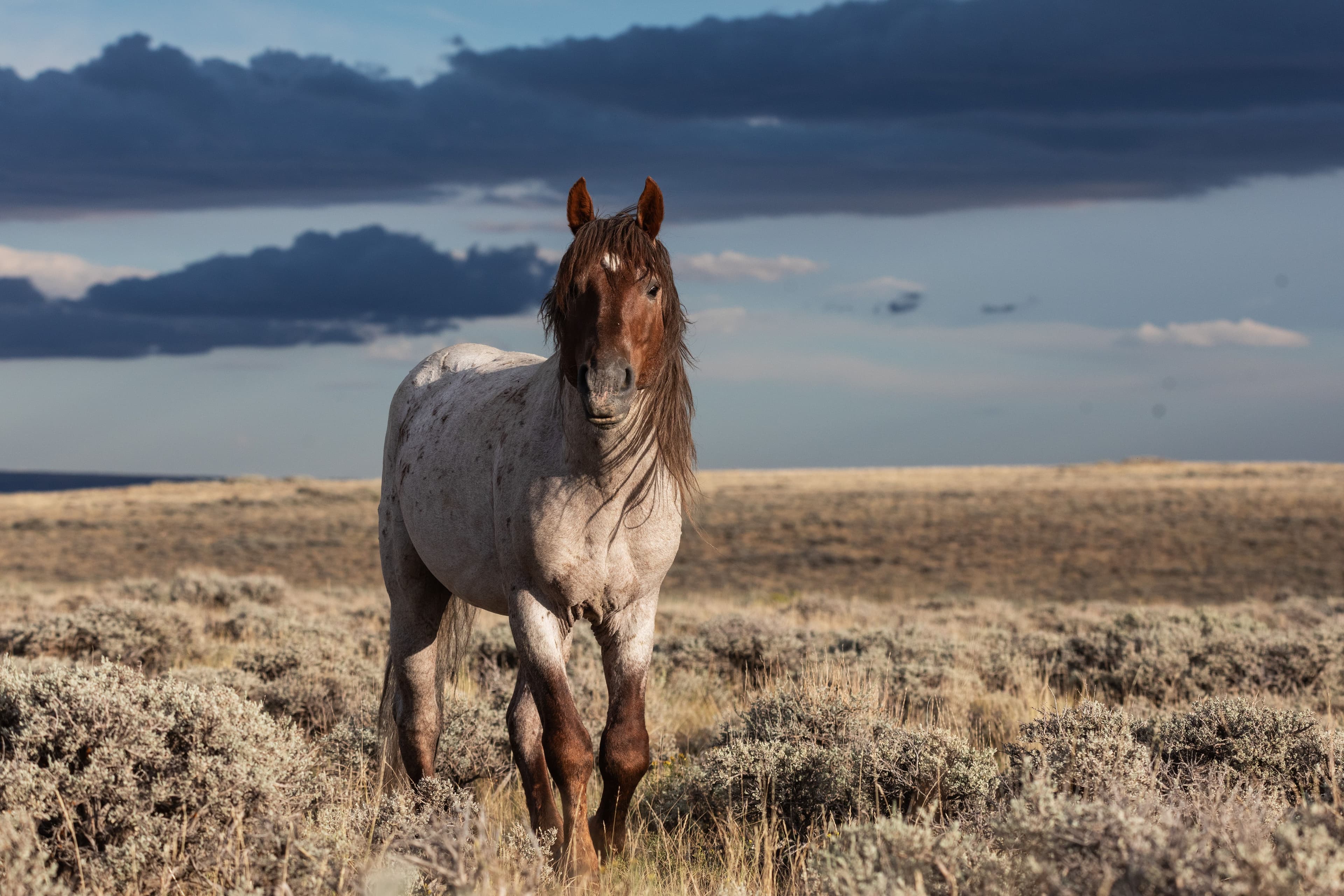Wild Horse