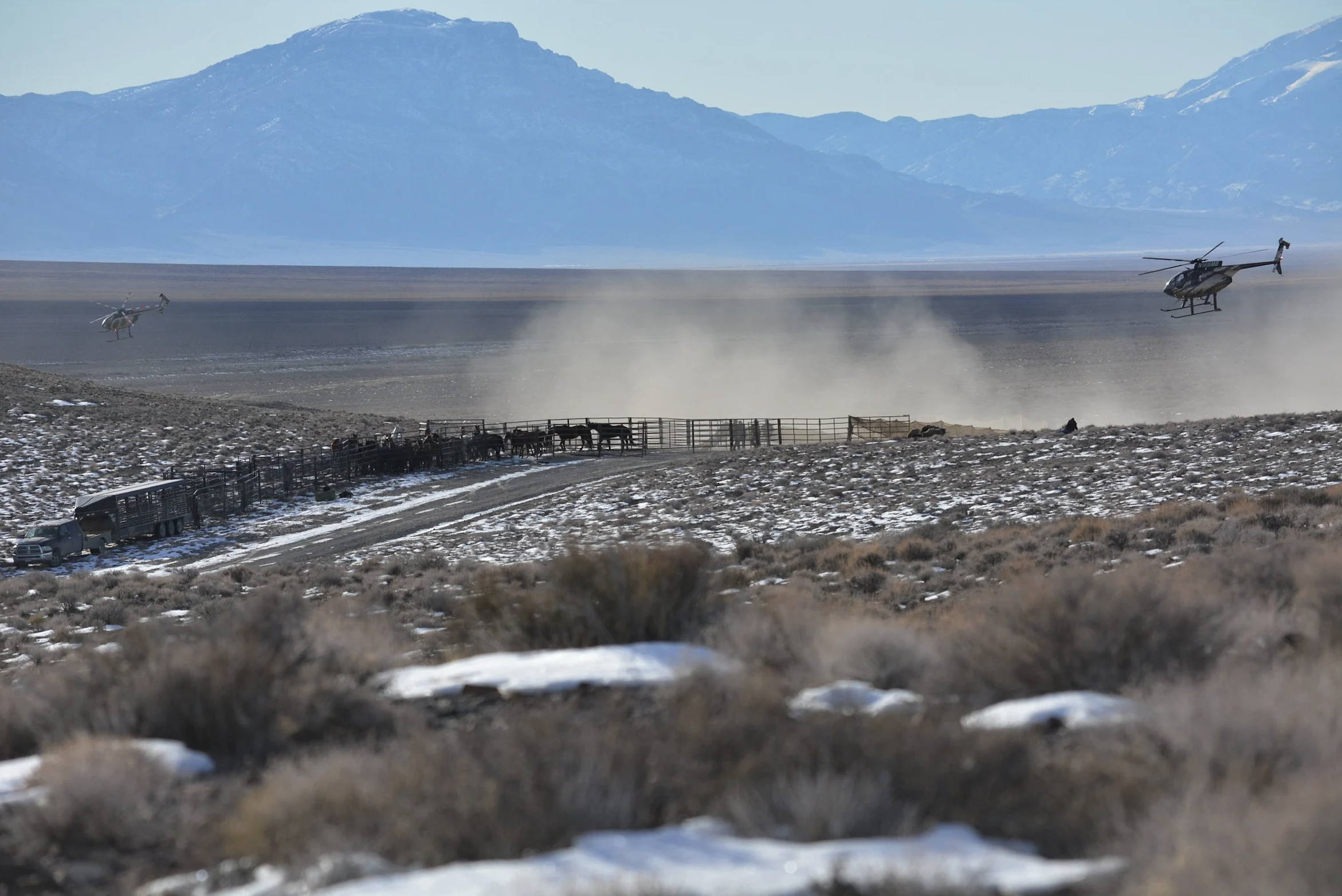 Horses are rounded up via a helicopter operation by the BLM in the central Nevada Pancake Complex in January 2022. Wild horse conservation advocates say fertility control is an effective alternative to helicopter roundups for managing and reducing feral-estray and wild horse populations. Image: BLM