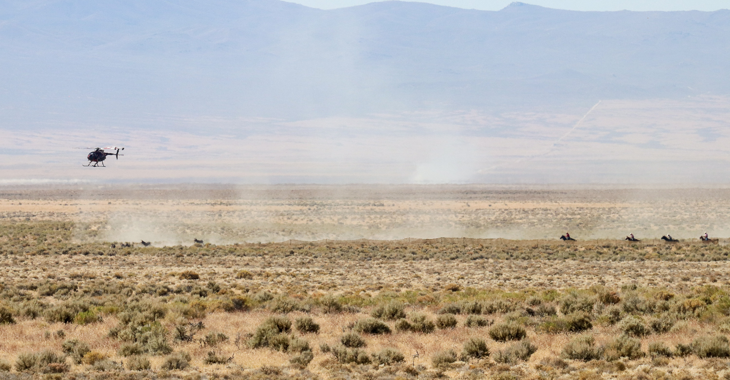 After avoiding the trap, riders approach to rope the escaping burros.