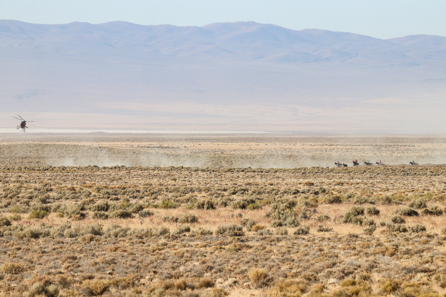 Horseback riders pushing burros into the trap.