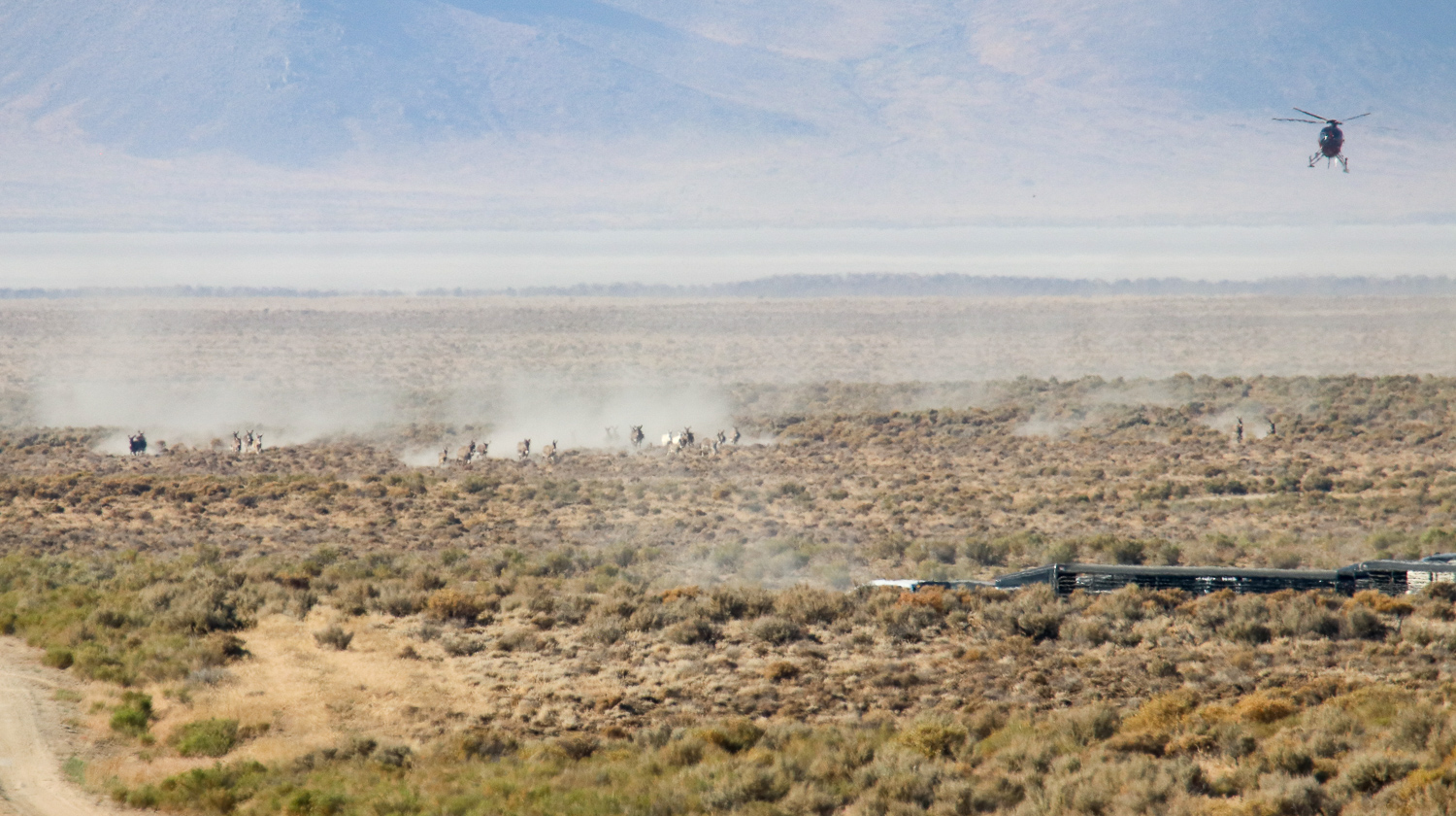 Helicopters pushing burros towards the trap.